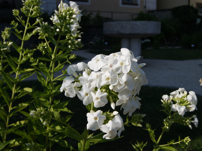 Weißer Garten - Blumen